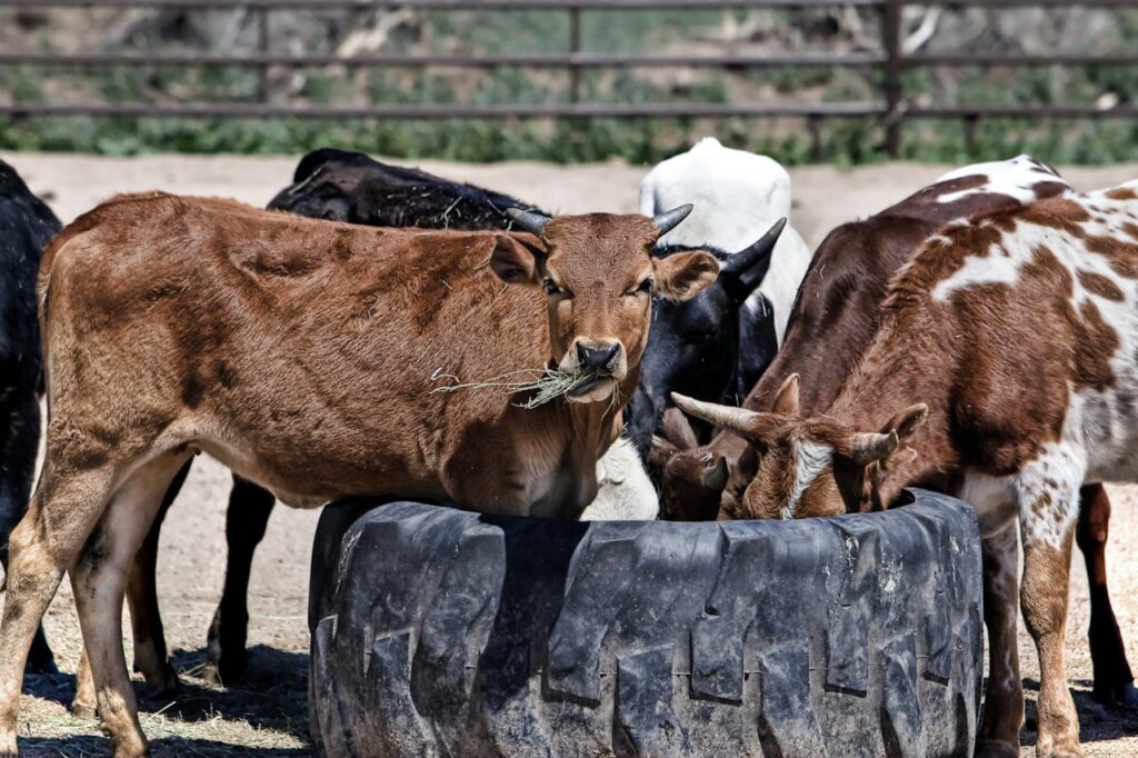 brown-black-and-white-cows-drinking-water-during-daytime.jpg