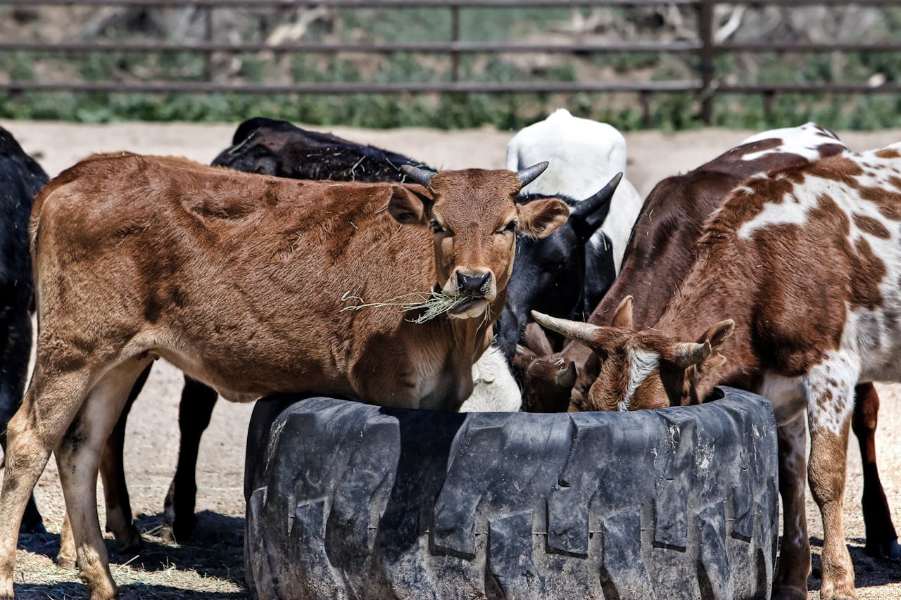 brown-black-and-white-cows-drinking-water-during-daytime.jpg